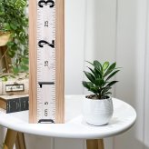 PLANCHU 観葉植物 ガジュマル ベビーリーフ 3号丸鉢 受け皿付き 育て方説明書付き Ficus ‘Baby Leaf’ フィカス 矮性ガジュマル 精霊の宿る木