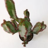 観葉植物 造花 柱サボテン BROWN 全高約112cm 中型 フェイクグリーン 本物そっくり おしゃれ インテリア 人工観葉植物 アーティフィシャルグリーン オフィス 店舗 ホテル 開店祝い 室内 サボテン カクタス フェイク