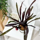 PLANCHU 観葉植物 エクメア フォスターズフェイバリット 5号鉢 受け皿付き 育て方説明書付き Aechmea ‘Foster's Favorite’ ブロメリア