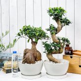 PLANCHU 観葉植物 フィカス ガジュマル 昇り竜＆太幹 2鉢セット 8号平鉢 受け皿付き 育て方説明書付き Ficus microcarpa 精霊の宿る木