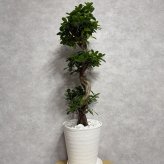 ガジュマル 観葉植物 八の字 8号鉢苗 大型 盆栽 末広がりの8の字 室内 珍しい 希少種 多幸の木 幸福をもたらす精霊が住むガジュマルの木 おしゃれなインテリア 結婚祝い 新築祝い 開店祝い 開業祝い 誕生日 母の日 父の日 記念日 プレゼントギフト 肥料別売り 敬老の日