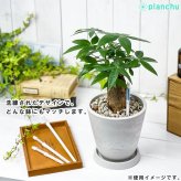 メール便発送 水やりチェッカー 水分計 サスティー Mサイズ 1本 3.5～6号鉢用 サスティ キャビノチェ JAN4562403100139