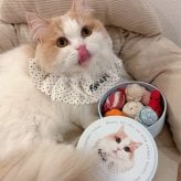 ペットのお写真で作るおやつ入れマルチ缶｜うちの子の写真で作るミニタオル 犬 猫 名入れ プチギフト【送料無料】ハンカチ ギフト お誕生日 母の日 父の日 敬老の日 還暦祝い クリスマスプレゼント