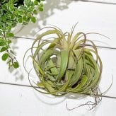 PLANCHU エアプランツ ティランジア エリックノブロック 1株 W12×H10cm前後 育て方説明書付き Tillandsia ‘Eric Knobloch’ エアープランツ チランジア