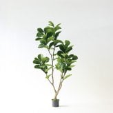 観葉植物 造花 カシワバゴム BROWN 全高約170cm 大型 株立ち フェイクグリーン 高級 本物そっくり リアル おしゃれ ナチュラル インテリア 人工観葉植物 アーティフィシャルグリーン オフィス 店舗 ホテル 開店祝い 室内 リビング 玄関 風水 ゴムの木