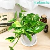 観葉植物 ポトス 3種セット ゴールデン ライム マーブルクイーン 4号鉢 受け皿付き 育て方説明書付き エピプレムヌム