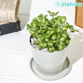 PLANCHU 観葉植物 プレクトランサス アロマティカス ライムシャワー 3.5号鉢 受け皿付き 育て方説明書付き Plectranthus hadiensis ‘Lime Shower’ 斑入り ハーブ苗 虫除け植物