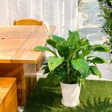PLANCHU 観葉植物 スパティフィラム 8号鉢 受け皿付き 育て方説明書付き Spathiphyllum hybrids アロイド 大株 充実株