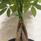 観葉植物 パキラ グラブラ 5本編み 5号 高さ約45cm マネーツリー 発財樹 縁起物 金運 風水 育てやすい 耐陰性 インテリア 玄関 リビング 新築祝い 開店祝い 開業祝い 移転祝い 周年祝い 引っ越し祝い 誕生日 お祝い ギフト プレゼント おしゃれ