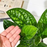 PLANCHU 観葉植物 モンステラ ジェイドシャトルコック 4号鉢 受け皿付き 育て方説明書付き Monstera karsteniana `Jade Shuttlecock’ アロイド