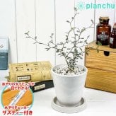 PLANCHU 観葉植物 ソフォラ リトルベイビー 4号樹脂鉢 ホワイト サスティー付き 受け皿付き 育て方説明書付き Sophora prostrata ‘Little Baby’ メルヘンの木