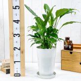 PLANCHU 観葉植物 スパティフィラム 6号鉢 受け皿付き 育て方説明書付き Spathiphyllum hybrids アロイド