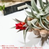 PLANCHU エアプランツ ティランジア エディシアエ Lサイズ 1株 W10×H15cm前後 育て方説明書付き Tillandsia edithae エアープランツ チランジア
