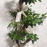 ガジュマル 観葉植物 八の字 8号鉢苗 大型 盆栽 末広がりの8の字 室内 珍しい 希少種 多幸の木 幸福をもたらす精霊が住むガジュマルの木 おしゃれなインテリア 結婚祝い 新築祝い 開店祝い 開業祝い 誕生日 母の日 父の日 記念日 プレゼントギフト 肥料別売り 敬老の日
