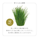 芝って栽培キット KOKESHI（こけし） おかっぱ おちょぼ ぼうず 植物 グリーン 和風 スターターセット オブジェ 置物 おしゃれ インテリア 雑貨 ギフト プレゼント 男性 女性 誕生日 ラッピング対応 無料ラッピング