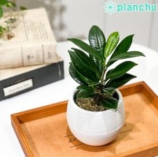 PLANCHU サボテン ミルチロカクタス 竜神木 りゅうじんぼく 3号鉢