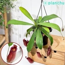 観葉植物 アデニウム 3.5号鉢 3鉢セット 受け皿付き 育て方説明書付き