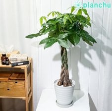 PLANCHU サボテン ミルチロカクタス 竜神木 りゅうじんぼく 3号鉢
