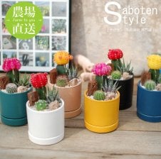 PLANCHU 観葉植物 カラテア シルバープレート 7号スリット鉢 受け皿