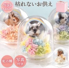 プリザーブドフラワー「虹の雲S」ギフト 虹の橋 プレゼント 花 お悔み