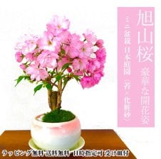 PLANCHU 観葉植物 ホヤ カルノーサ リップカラー 4号吊り鉢 育て方説明