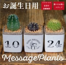 PLANCHU 観葉植物 アスパラガス スプレンゲリー 3.5号鉢 受け皿付き