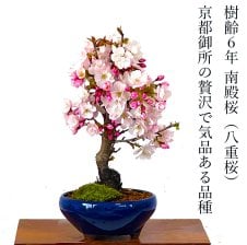 2026年3月頃に開花 紅白に咲くおめでたい梅八重紅白梅盆栽 信楽鉢入り