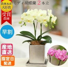 ミディ胡蝶蘭 2本立 陶器鉢 4号 ピンク系 - 【Tokyo small giftギフト