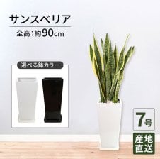 ストレリチア オーガスタ 7号 角高陶器 高さ約80cm 観葉植物 - 【Tokyo