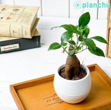 PLANCHU 観葉植物 アロカシア シマクワズイモ 3.5号鉢 受け皿付き 育て