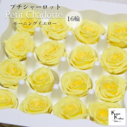 大地農園！プリザーブドフラワー 「プチシャーロット 16輪 モーニングイエロー」プリザ 花材 ハーバリウム おしゃれ かわいい プレゼント 贈り物　オオチノウエン