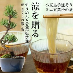 盆栽 松ミニ五葉松 万古焼丸小鉢 素麺セット ミニ盆栽 松盆栽 ギフト プレゼント 贈り物 誕生日 母の日 父の日