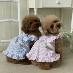 シアサッカー ワンピース 犬 犬服 春夏 いぬの服 犬の服 春 夏 服 ドッグウェア ドッグウエア ペット服 ペットウェア お洒落 ペットウエア 犬洋服 犬用服 小型犬 女の子 男の子 チワワ おしゃれ かわいい 可愛い ミニモ MINIMO