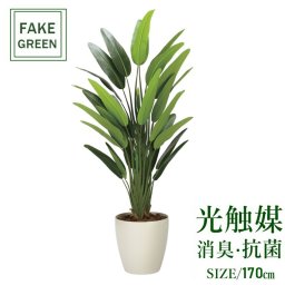 フェイクグリーン 人工観葉植物 フレッシュトラベラーズパーム1.7m 2313a450 一部地域送料無料 光触媒 インテリア 代引き不可