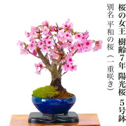 盆栽 樹齢7年 陽光桜 鉢植え 桜の女王 平和の桜 シンボルツリー 日時指定可 ギフト 無料 ミニ盆栽 八重咲 盆栽 桜 ミニ 趣味 初心者 室内 おしゃれ 桜鉢植え 誕生日 お祝い ギフト プレゼント フラワーギフト