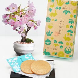 送料無料 5月開花遅咲きのミニ桜の盆栽(受け皿付き)と和三盆ゴーフレットのセット 桜の鉢植えを楽しむなら盆栽がおすすめ 自宅でお花見 桜盆栽 母の日桜盆栽 桜 ミニサイズの旭山桜 桜盆栽 桜 白丸陶器 盆栽ギフト かわいい おしゃれ 初心者 贈り物 ギフト プレゼント 誕生日 バレンタイン さくら 母の日 sakura bonsai ぼんさい】 母の日