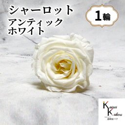 大地農園！プリザーブドフラワー 「シャーロット 1輪 アンティックホワイト」 プリザ 花材 ハーバリウム おしゃれ 白 バラ  かわいい プレゼント 贈り物　オオチノウエン