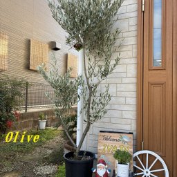 オリーブの鉢植え 9号(1205:ミッション・ルッカ他)大型 創樹ブランド　 シンボルツリー 開店祝い 新築祝い