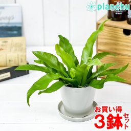 観葉植物 アスプレニウム アンティクム 3.5号鉢 3鉢セット 受け皿付き 育て方説明書付き Asplenium antiquum アンティカム オオタニワタリ シダ
