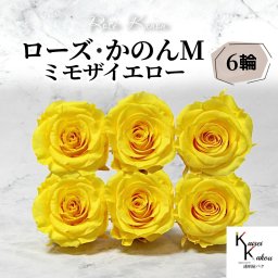 大地農園 「ローズかのんM ミモザイエロー 6輪」 プリザーブドフラワー バラ プリザ 花材 ハーバリウム おしゃれ かわいい プレゼント 贈り物 オオチノウエン