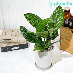 PLANCHU 観葉植物 モンステラ ジェイドシャトルコック 4号鉢 受け皿付き 育て方説明書付き Monstera karsteniana `Jade Shuttlecock’