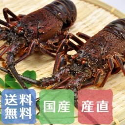 【送料無料】国産！活き伊勢海老 3～4尾【誕生日 結婚祝い 出産祝い 還暦祝い 結婚記念日 送別会 お祝い 引越し祝い 新築祝い 初節句 古希 喜寿 傘寿 お返し 内祝い お見舞い 快気祝い 金婚式 銀婚式 パーティー 景品 賞品 グルメ 母 父 女性 男性 両親 友達 親戚 上司 先輩 後輩 家族 子供 大人 彼氏 彼女 夫婦】【父の日 お中元】