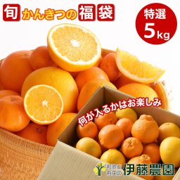 お中元 暑中見舞い ギフト 特選 和歌山産 みかん 柑橘詰め合わせ 5kg　ポンカン　いよかん　はっさく
