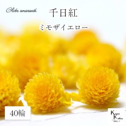 大地農園！プリザーブドフラワー 　40輪【千日紅　センニチコウ ミモザイエロー】ヘッドのみ　プリザ　花材 ハーバリウム おしゃれ かわいい プレゼント 贈り物　オオチノウエン