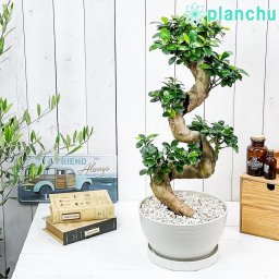 観葉植物 ガジュマル 昇り竜 8号平鉢 受け皿付き 育て方説明書付き Ficus microcarpa フィカス ミクロカルパ 精霊の宿る木