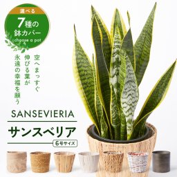 サンスベリア 5号 選べる鉢カバー 観葉植物 幸運の木 風水 インテリア オシャレ 開店祝い 結婚式 新築祝い 就職祝い 開業祝い 記念日 引越し祝い 移転祝い おしゃれ 花 ギフト プレゼント 70代お歳暮