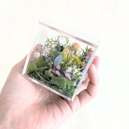 野原の四ツ葉のクローバー探し／クリアボックス／プリザーブドグリーン（グリーンの中に四ツ葉のクローバーをしのばせてます）