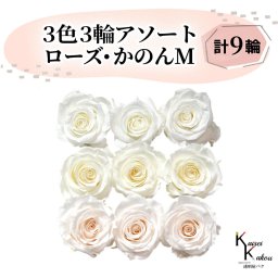 大地農園 「ローズかのんM 3色×3輪アソート 計9輪」 「ピュアホワイト アンティックホワイト ホワイトシャンパン」　プリザーブドフラワー バラ プリザ 花材 ハーバリウム おしゃれ かわいい プレゼント 贈り物 オオチノウエン