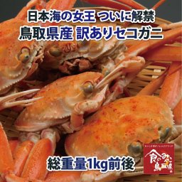 訳ありセコガニ(松葉ガニの雌) 活 総重量1kg前後 送料無料(ずわい蟹 ずわいがに ズワイガニ かに カニ 蟹 生 香箱ガニ こっぺがに せいこ 親ガニ 松葉がに 姿】ご予約　11月解禁後順次発送