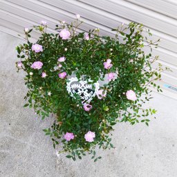 母の日　ハートローズ（ハート仕立てのミニ薔薇）薄ピンク　５号鉢【送料無料】